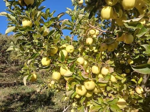 تصویر 5 از قیمت سیب درختی میانه + خرید باور نکردنی